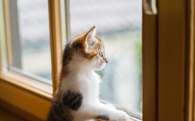 chat, chat à la fenêtre, chaton, chaton