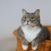 European Shorthair Cat on a Woven Basket