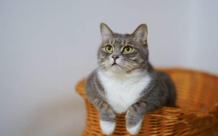 Chat européen à poil court sur un panier tressé