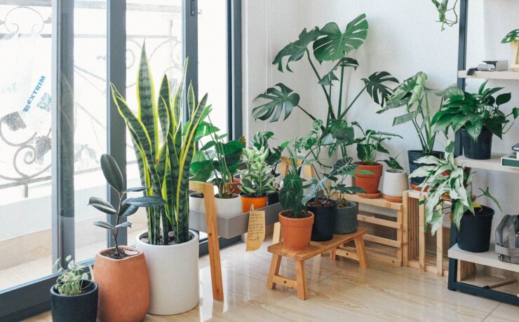 Potted Green Indoor Plants house home