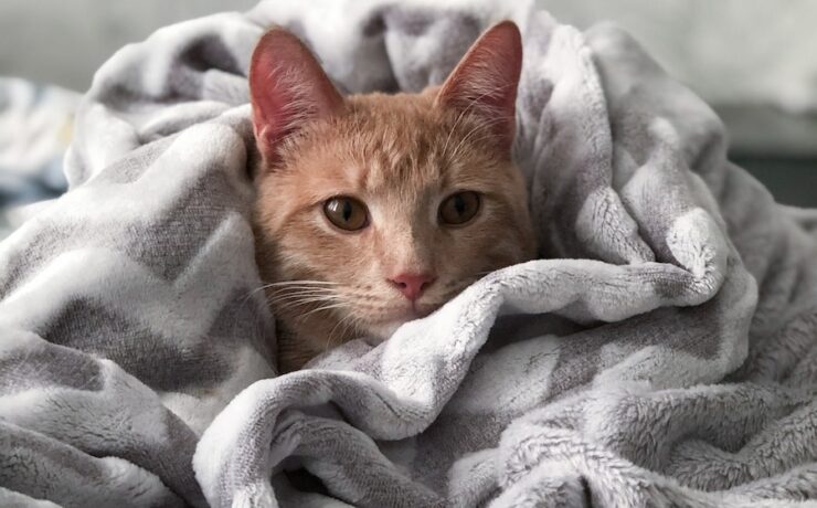 Chat tigré orange sur une couverture grise