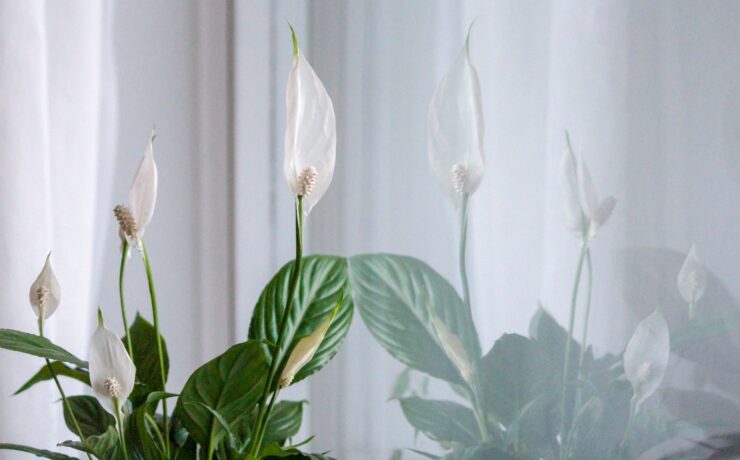 pianta verde casa appartamento fiore bianco Spathiphyllum