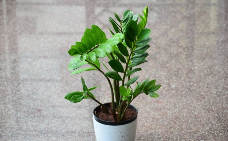 Zamioculcas green plant vaso bianco casa