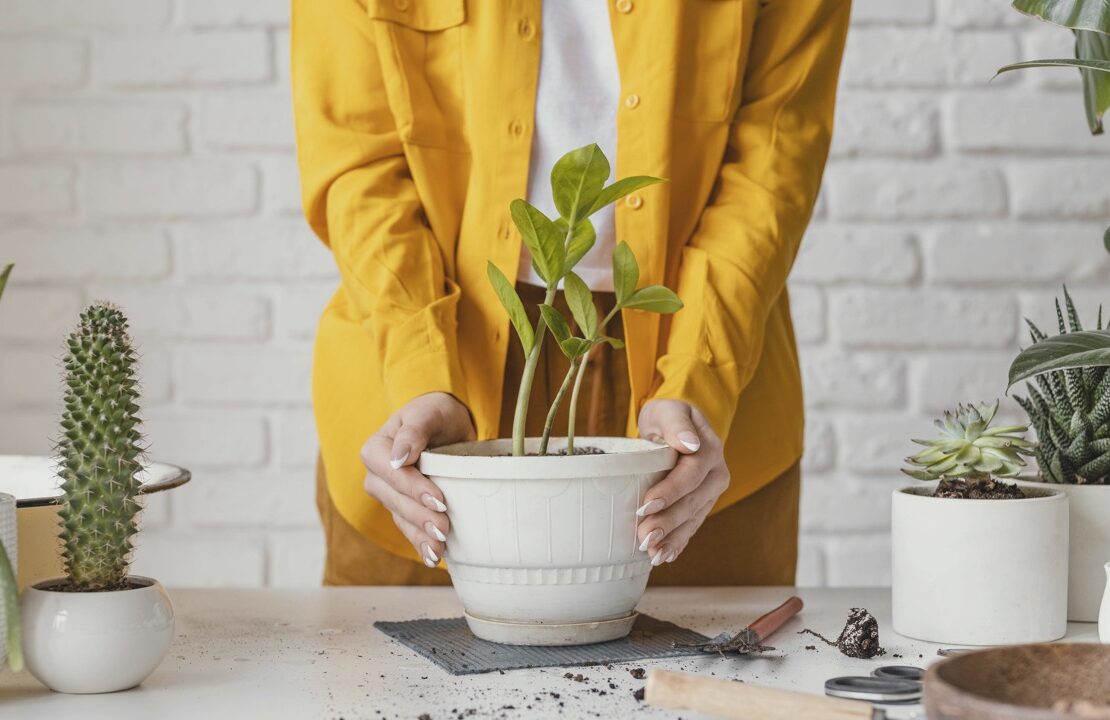 plant, house, taking care