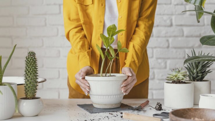 plant, house, taking care