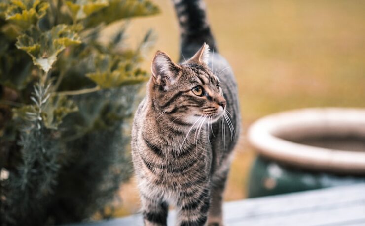 chat tigré brun sur une table