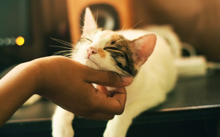 photographie à faible mise au point d'un chat blanc et marron