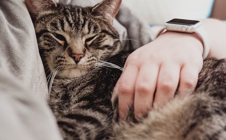 personne tenant un chat tigré gris allongé sur le lit