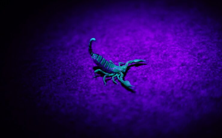 scorpion sur un textile à rayures violettes