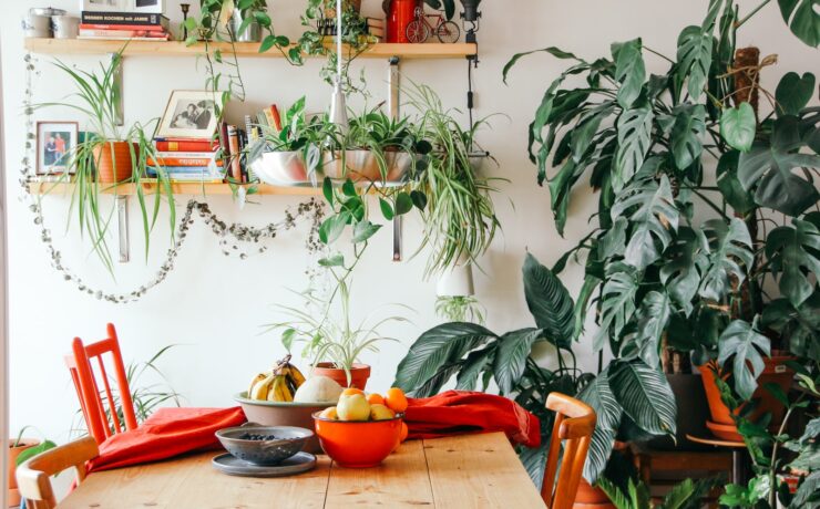 fruits in bowls on table near green leaf plant house plants green