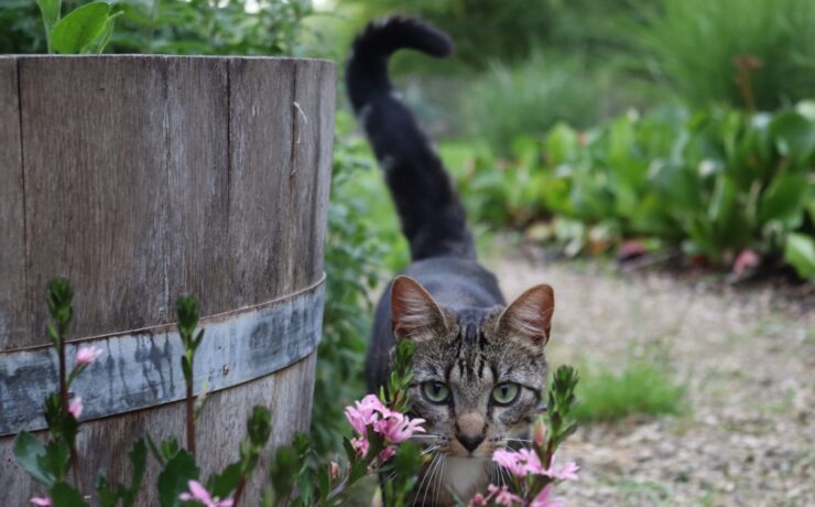 chat tigré brun sur un tonneau en bois marron