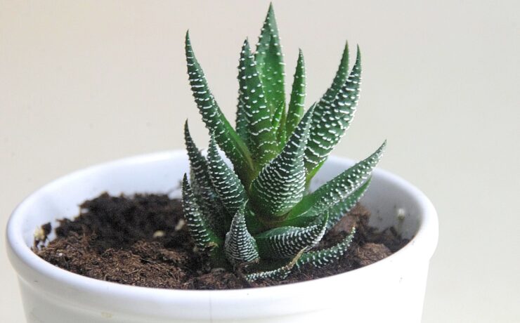 aloe vera pianta casa verde