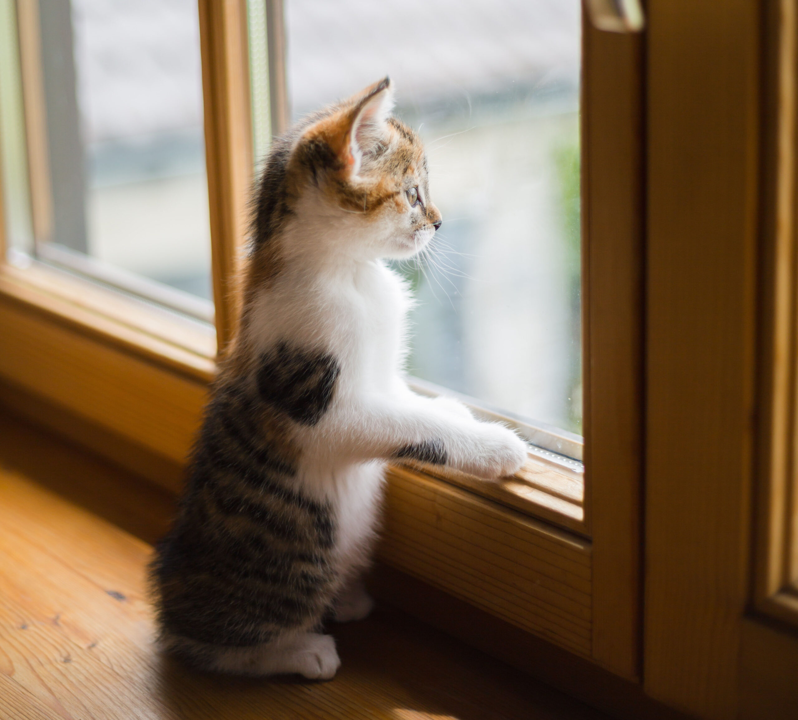 chat, chat à la fenêtre, chaton, chaton