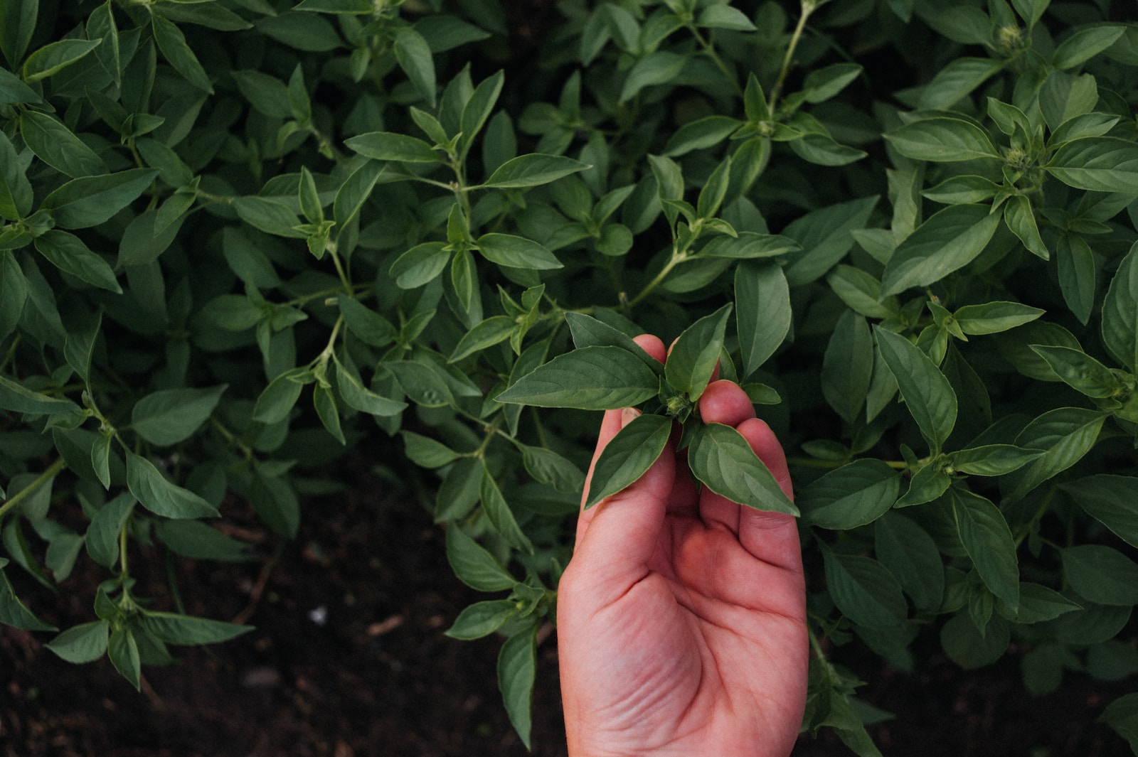 person holding green leaves during daytime basil