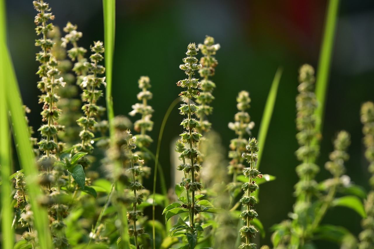 basil, seeds, herb, flower