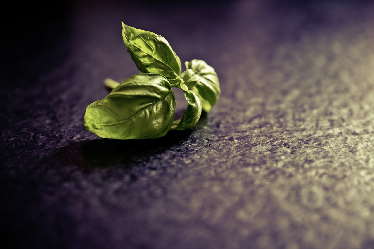 basil, seasoning, plant, leaf