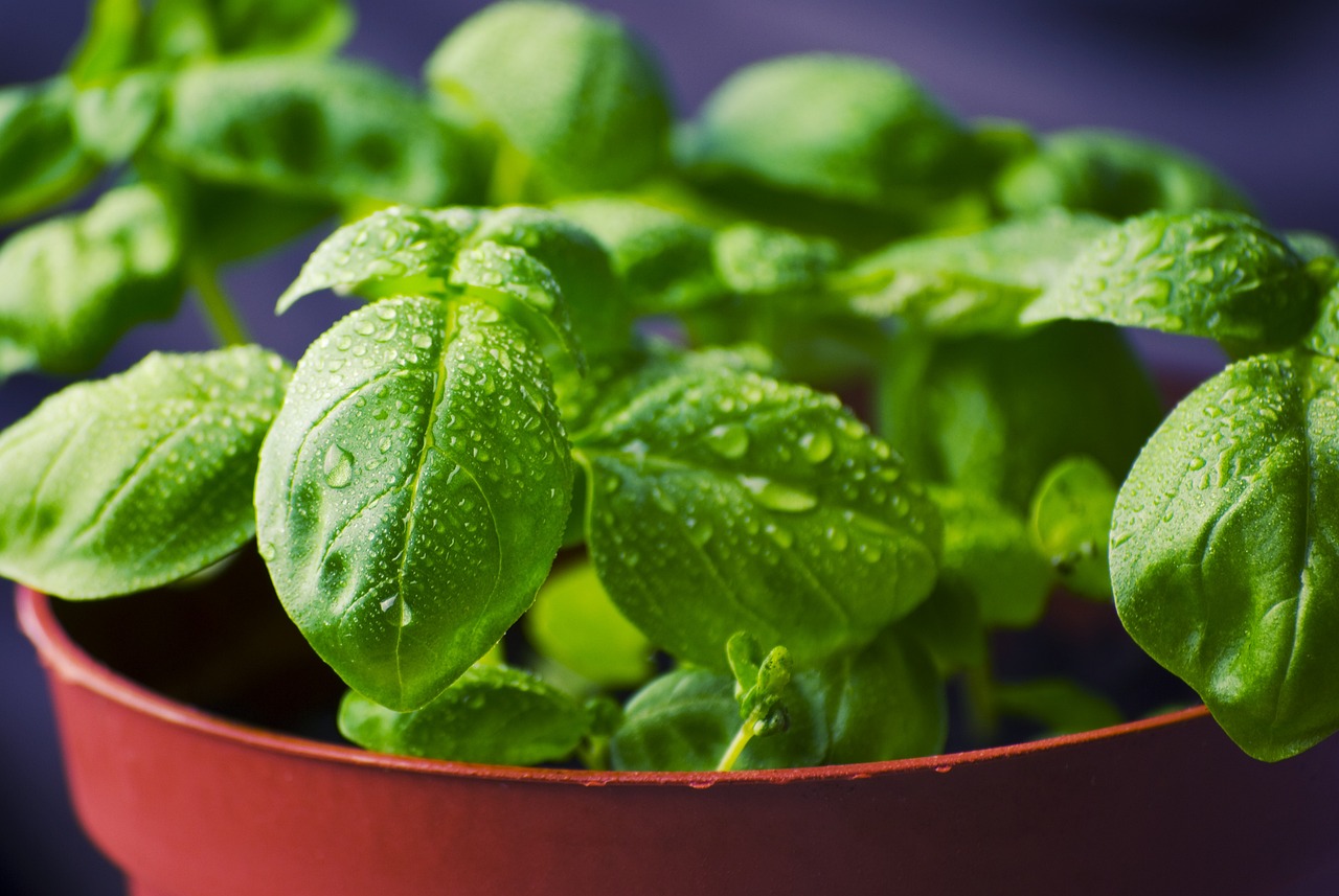 basil, herbs, food, plant