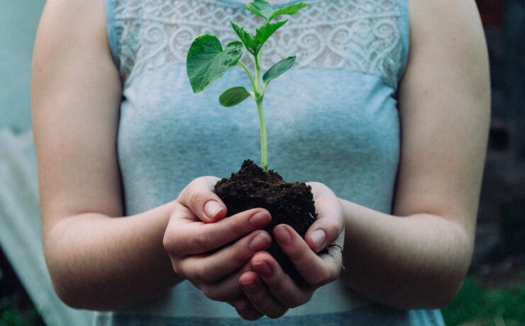 femme tenant un plant à feuilles vertes