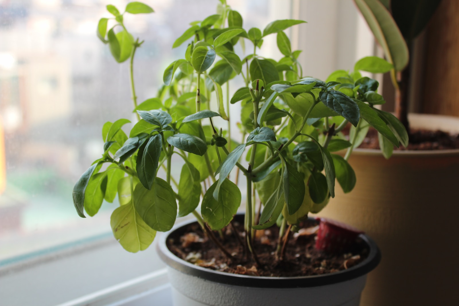 a potted plant sitting on a window sill kitchen basil plant