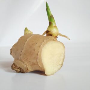gingembre, pousse de gingembre, germination