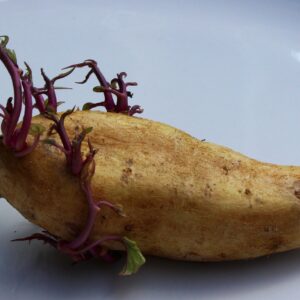 pomme de terre, pomme de terre de semence, légume