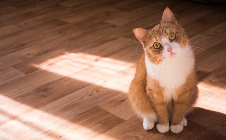 chat brun et blanc à poil court posé sur le sol