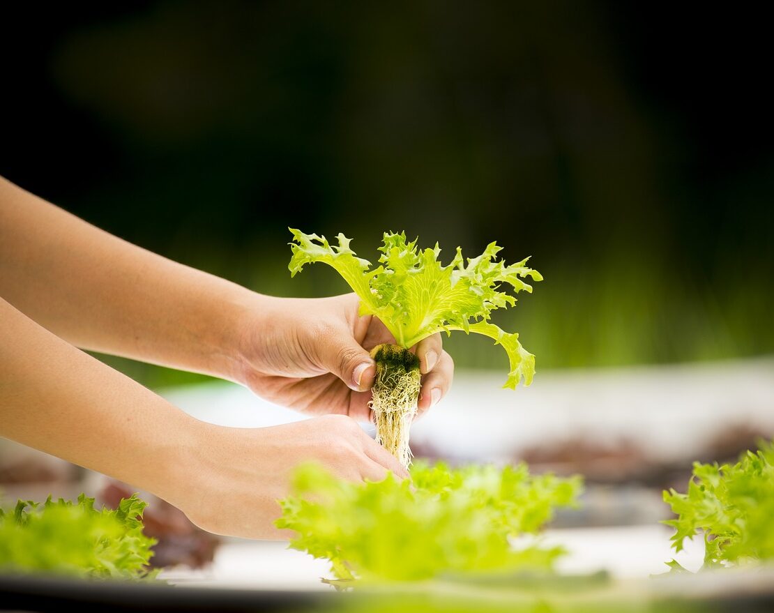 hydroponique, légumes, serre