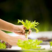 hydroponique, légumes, serre