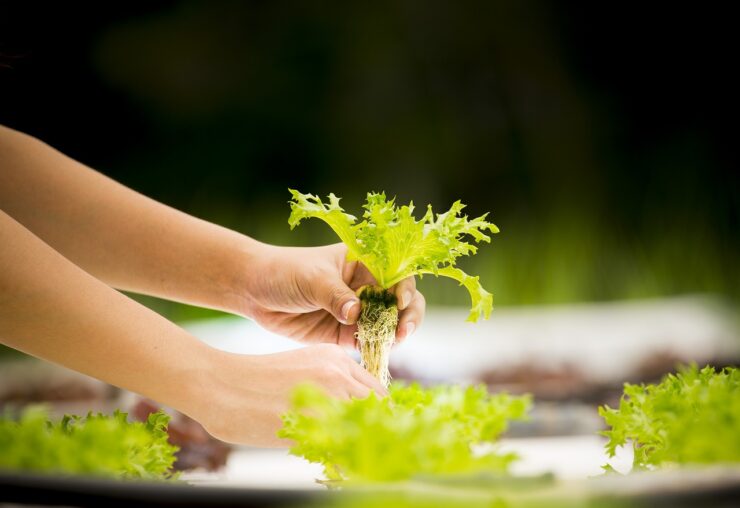 hydroponique, légumes, serre