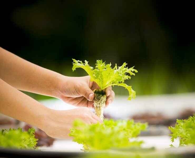 hydroponique, légumes, serre