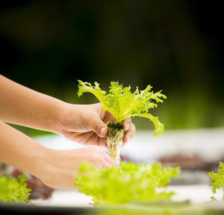 hydroponique, légumes, serre