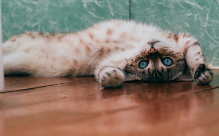 chat blanc et brun couché face vers le haut sur un plancher en bois