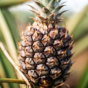 fruit d'ananas en gros plan