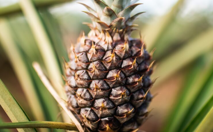 fruit d'ananas en gros plan