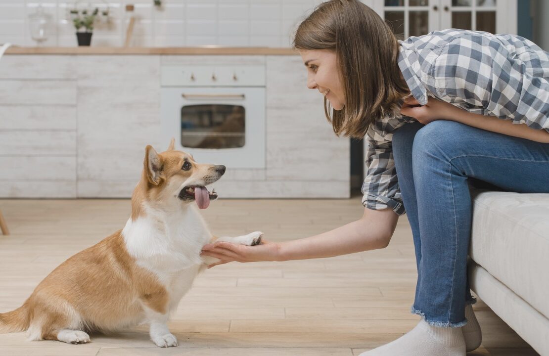 animal de estimação, cachorro, menina, mão, feliz, casa, casa