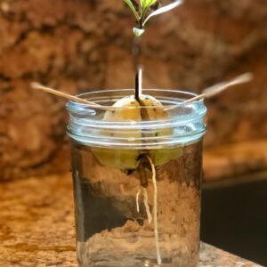 bocal en verre transparent avec paille blanche