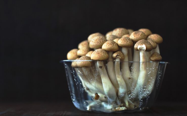 tasse en verre transparent remplie de champignons