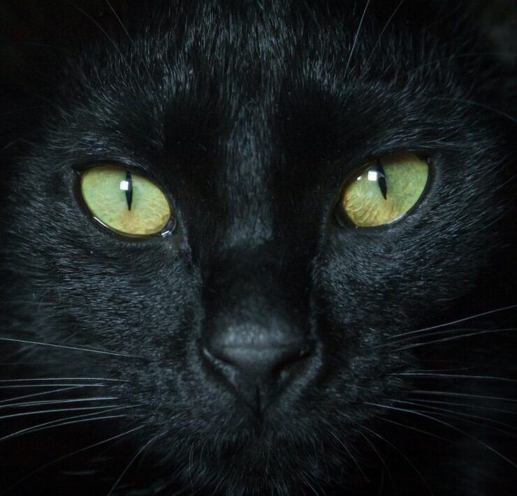 black cat with green eyes