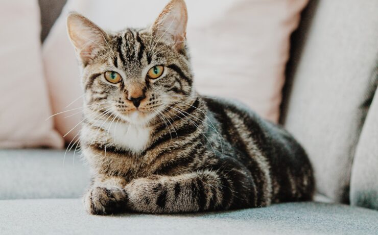 Chat gris couché