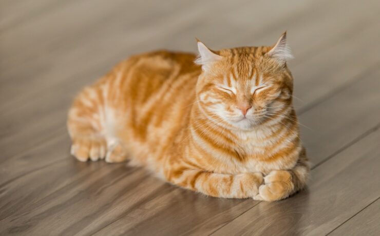 chat orange allongé sur un plancher en bois en faisant la sieste