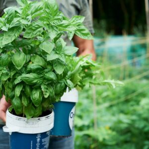 plante verte dans un seau en plastique bleu