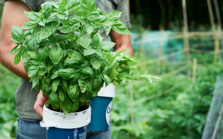 plante verte dans un seau en plastique bleu