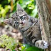 chat cintré à l'arrière d'un tronc d'arbre