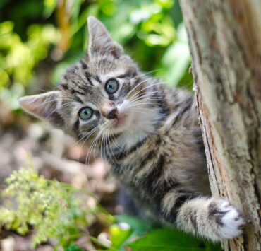 chat cintré à l'arrière d'un tronc d'arbre