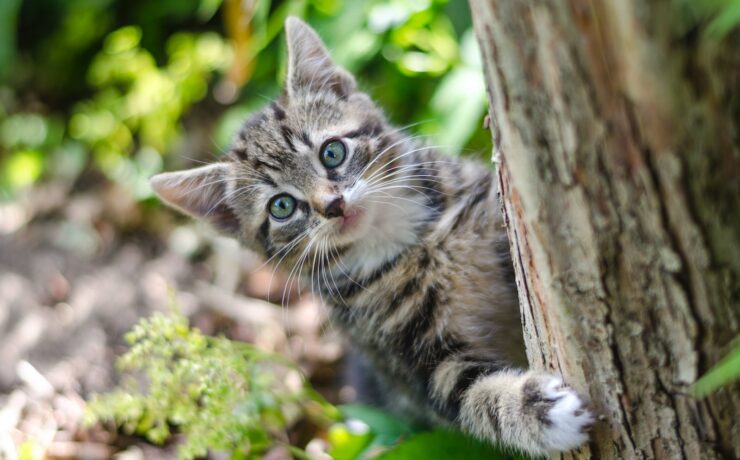 chat cintré à l'arrière d'un tronc d'arbre