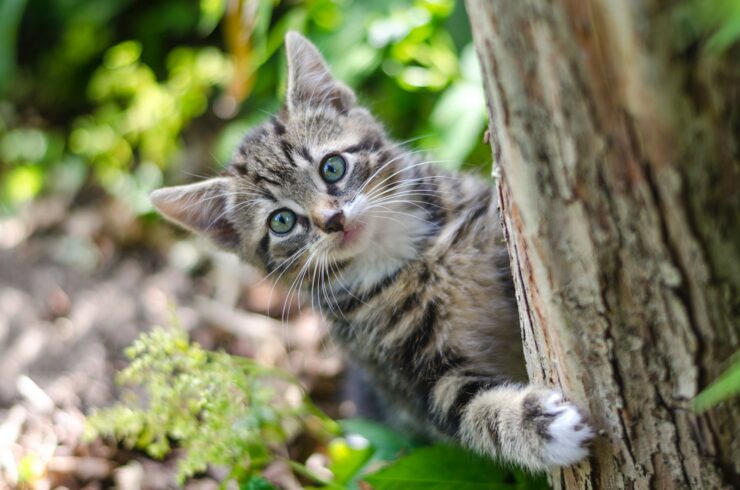 chat cintré à l'arrière d'un tronc d'arbre