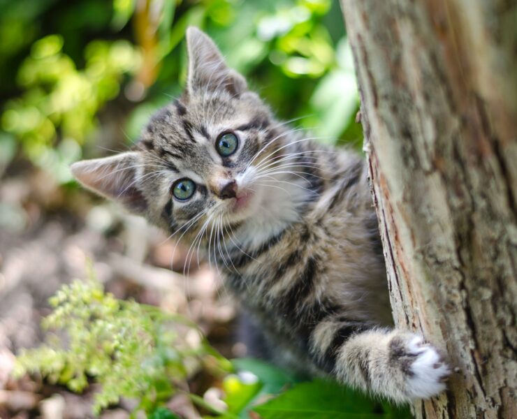 chat cintré à l'arrière d'un tronc d'arbre