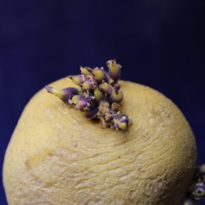 fruit jaune avec des graines rouges et noires