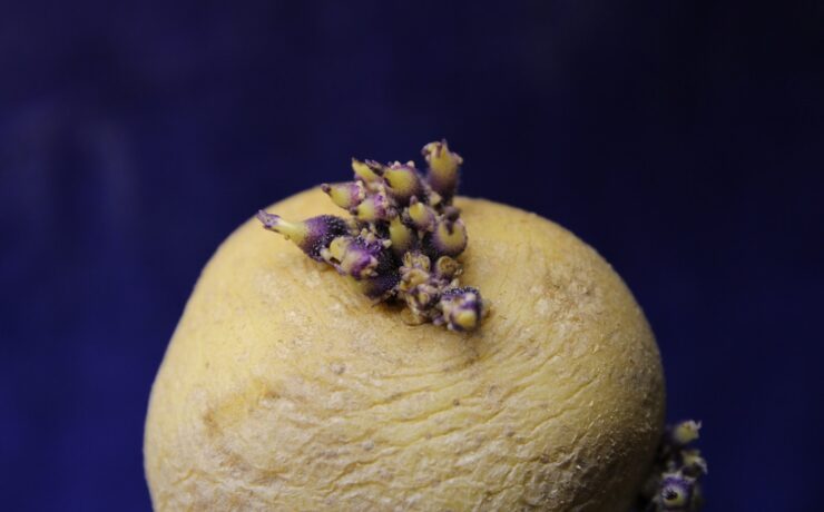 fruit jaune avec des graines rouges et noires