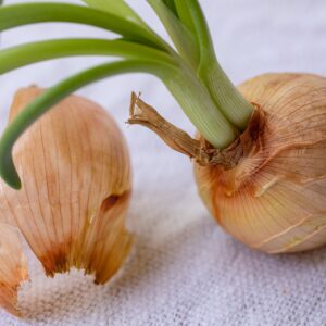 quelques oignons posés sur une table